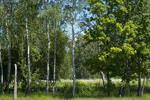 Photograph of Birkenau birch trees in periphery forest taken in May 2017.